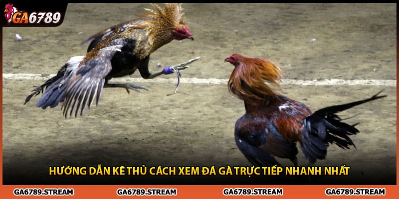 Hướng dẫn kê thủ cách xem đá gà trực tiếp  Thomo C3 nhanh nhất