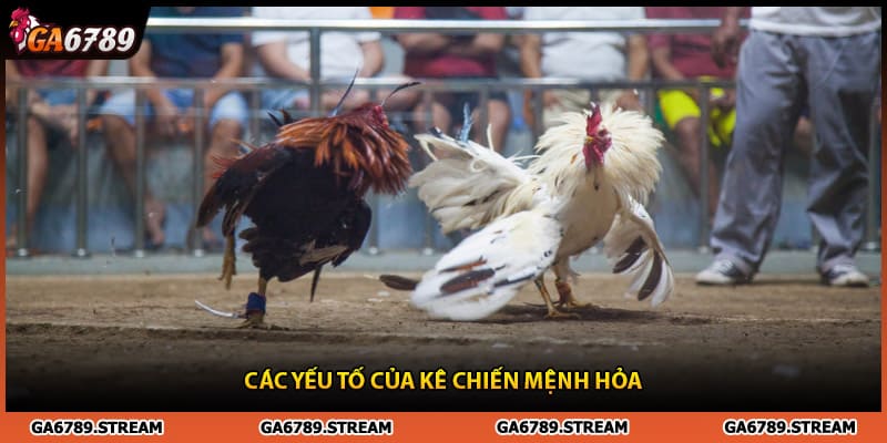 Màu mạng đá gà - yếu tố cơ bản về kê chiến mệnh hỏa