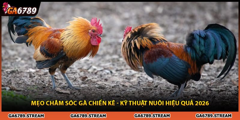 Mẹo Chăm Sóc Gà Chiến Kê - Kỹ Thuật Nuôi Hiệu Quả 2026