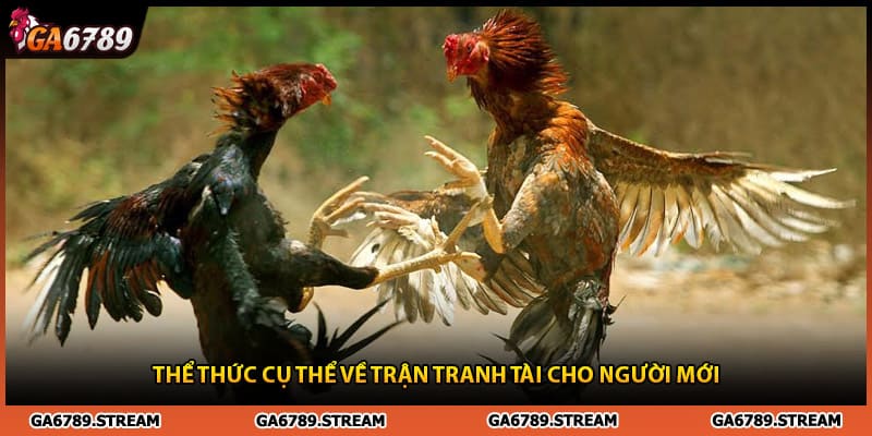 Thể thức cụ thể về trận đá gà 24 tỷ cho người mới