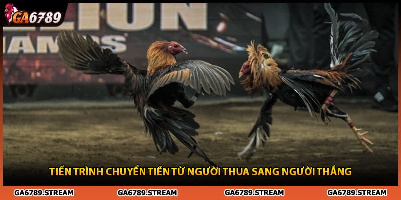 Tiến trình chuyển tiền từ người thua sang người thắng trong trận đá gà 24 tỷ
