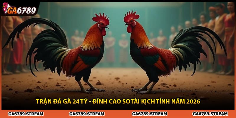 Trận Đá Gà 24 Tỷ - Đỉnh Cao So Tài Kịch Tính Năm 2026