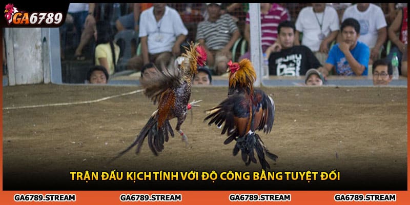 Trận đấu đá gà 67 kịch tính với độ công bằng tuyệt đối