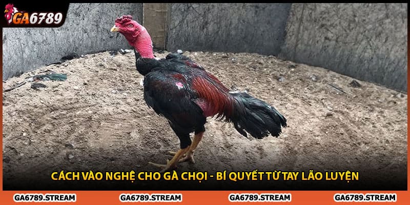 Cách Vào Nghệ Cho Gà Chọi