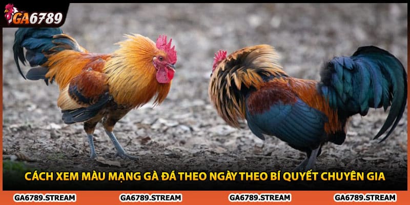 Cách Xem Màu Mạng Gà Đá Theo Ngày