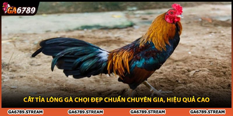 Cắt Tỉa Lông Gà Chọi Đẹp