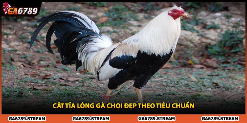Cắt tỉa lông gà chọi đẹp theo tiêu chuẩn