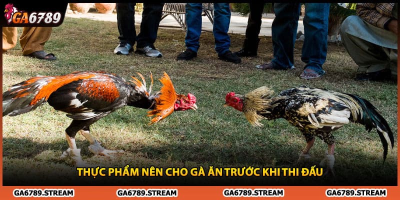 Thực phẩm nên cho gà ăn trước khi thi đấu