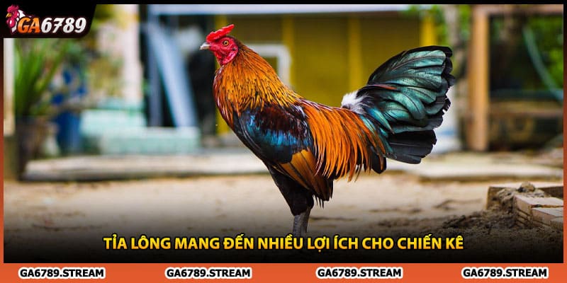 Tỉa lông mang đến nhiều lợi ích cho chiến kê