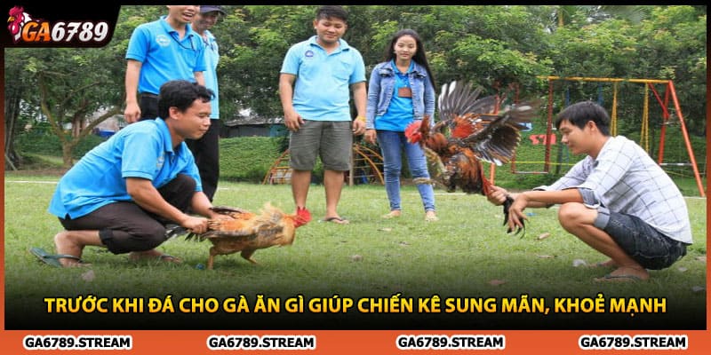 Trước Khi Đá Cho Gà Ăn Gì