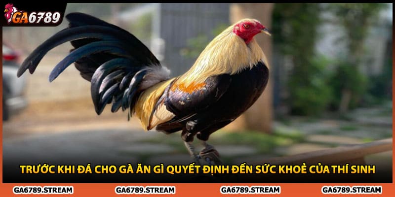 Trước khi đá cho gà ăn gì quyết định đến sức khoẻ của thí sinh